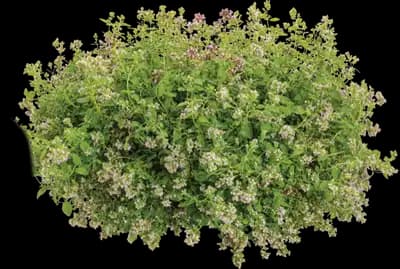 Drops of Jupiter Ornamental Oregano
