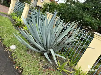 Sisal Agave