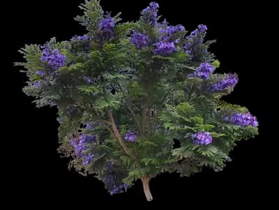 Dwarf Bonsai Blue Jacaranda Tree