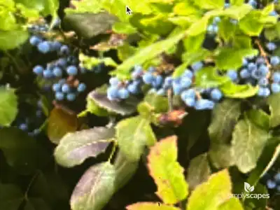 Creeping Mahonia