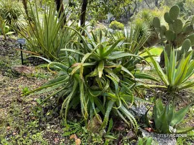 Torch Aloe