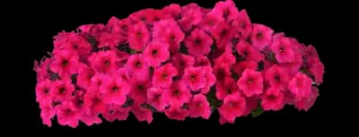 Easy Wave® Rose - Spreading Petunia