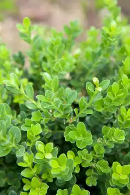 Baby Gem™ Boxwood Shrub