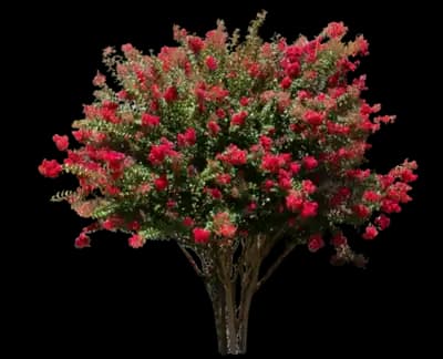 Colorama™ Scarlet Crape Myrtle Tree