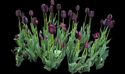 Tulip 'Queen Of Night Single Late'