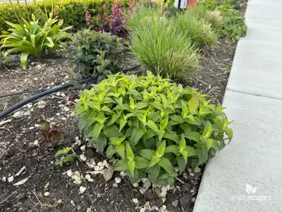 Bee Balm