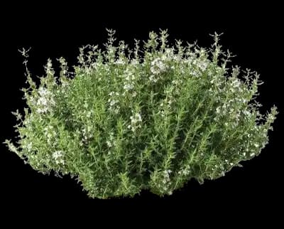 Thyme (Thymus)