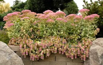 Kent Beauty Ornamental Oregano