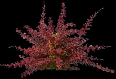 Toscana™ Barberry
