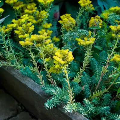 Blue Spruce Stonecrop