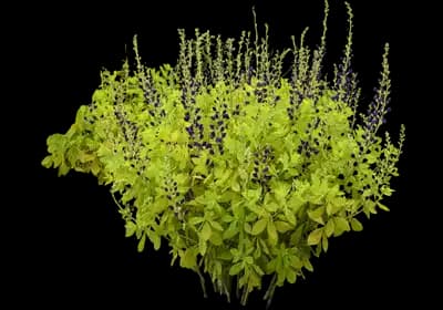 Golden Anniversary Baptisia