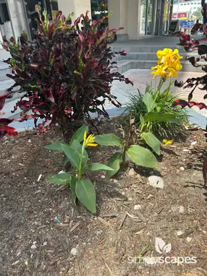 Canna Lily Plant