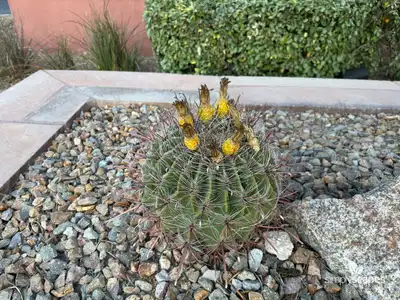 Fishhook barrel cactus