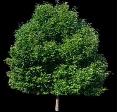 Patmore Green Ash Tree