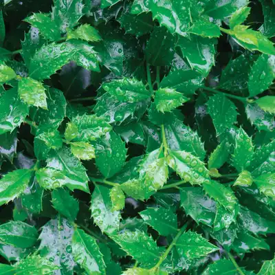 Castle Spire® Blue Holly