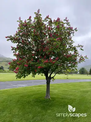 Red Buckeye
