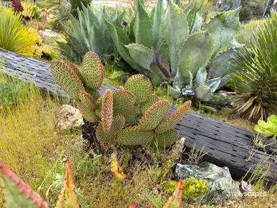 Bunny Ears Cactus