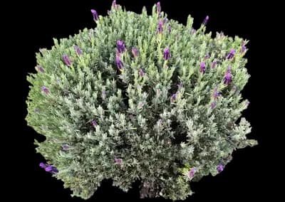Lavender Standard Topiary Tree