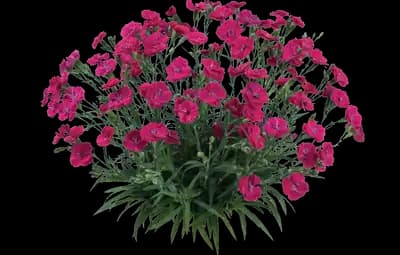 Delilah™ Magenta Dianthus - Pinks