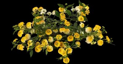 Landmark Lemon Glow Lantana