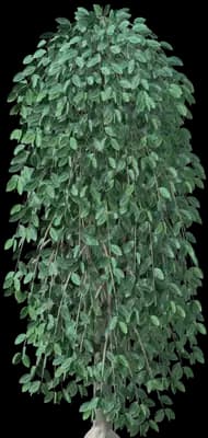 Weeping European Beech