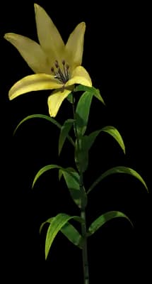 Beau Soleil Yellow LA Hybrid Lily