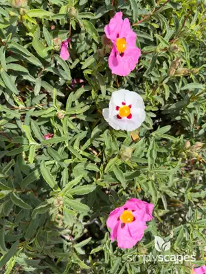Snapdragon