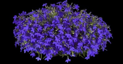 Heatopia Blue Lobelia