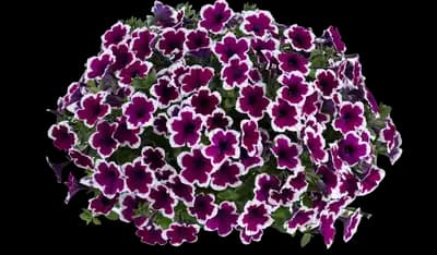 Capella™ Rim Raspberry Petunia hybrida
