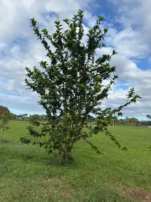 Tropical Hibiscus Tree