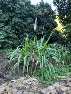 Sugar Cane