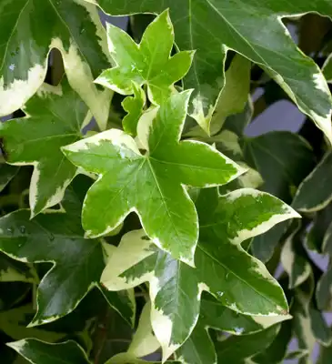 Fatshedera 'Angyo Star'