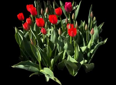 Tulip 'Laibela'