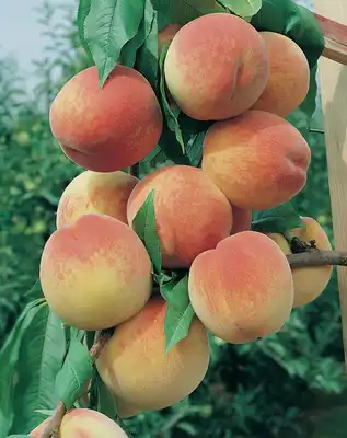 Bounty Peach Tree