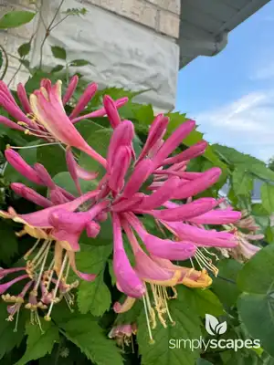 Honeyberry Bush (Lonicera)