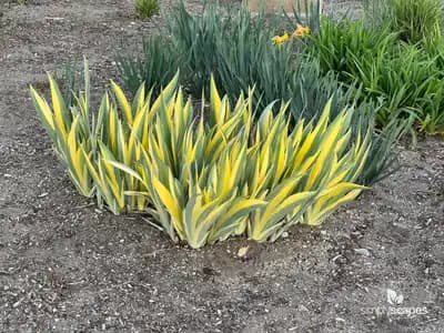 Gold Variegated Sweet Iris