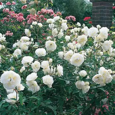 Rosa Floribunda 'Iceburg'