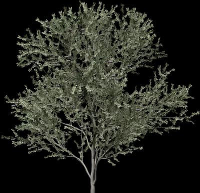 Blackthorn