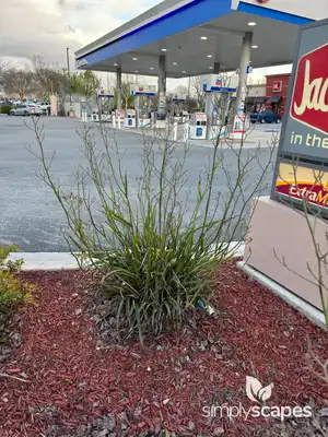 Kangaroo Paw