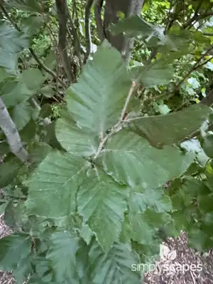 European Beech