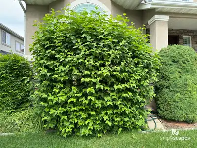 Eastern Snowball Bush