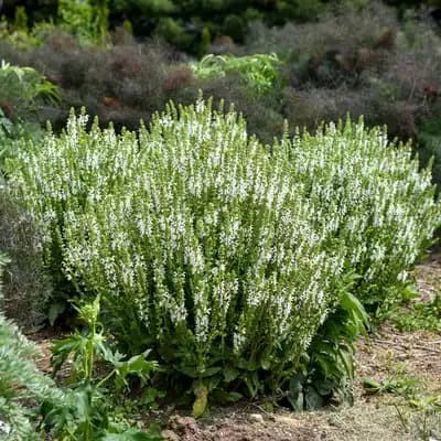 'White Profusion' Perennial Salvia