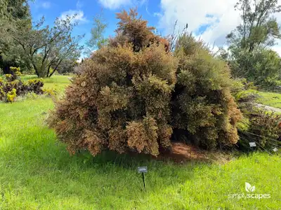Channelled heath