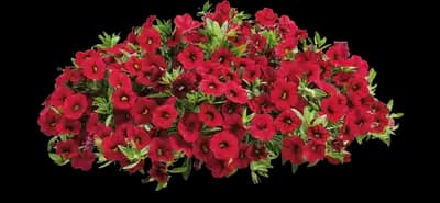 Superbells® Red Calibrachoa