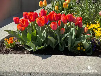 Tulip 'Ad Rem'