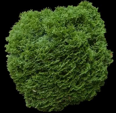 Hetz Midget Arborvitae