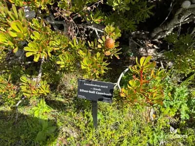 Silver-Ball Conebush