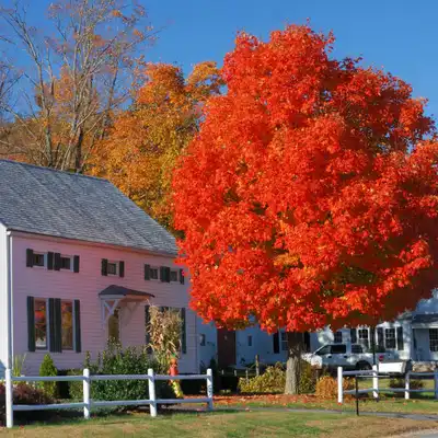 Autumn Blaze® Freeman Maple