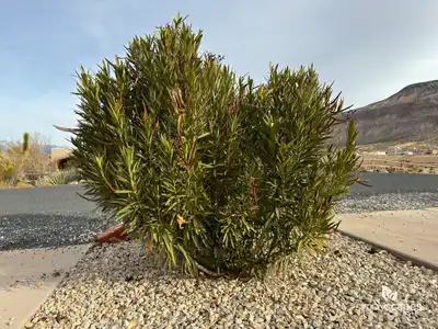 Red Oleander