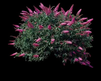 Pink Delight Butterfly Bush